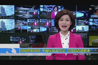 鼎城蔡家岗镇：千亩樱花正烂漫 赏花踏青迎春来