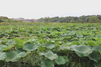 临澧太浮镇王化村：莲藕“莲”起致富路