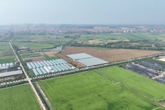 澧县：一喷多促”助力秋粮丰产丰收