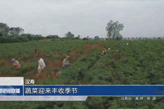 汉寿：蔬菜迎来丰收季节