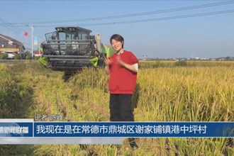 港中坪村：晚稻收割忙 “丰”景美如画