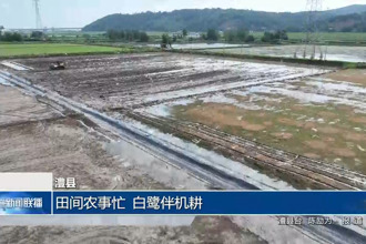 澧县：田间农事忙 白鹭伴机耕