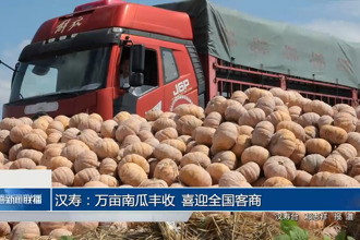 汉寿：万亩南瓜丰收 喜迎全国客商