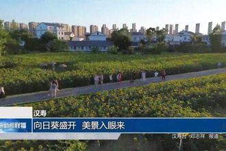 汉寿：向日葵盛开 美景入眼来